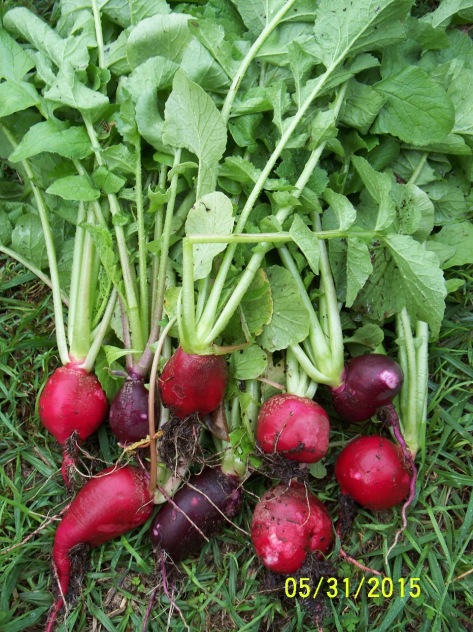 31.05.15 radish crop for radish soup