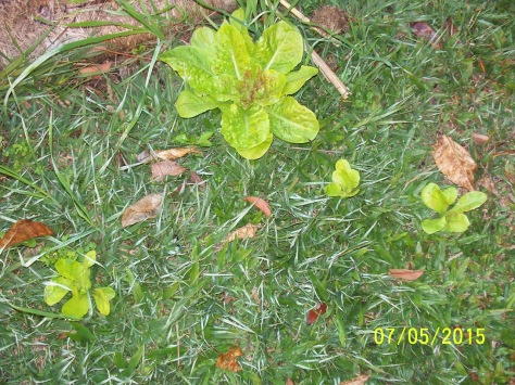 05.07.15 lettuce in the lawn